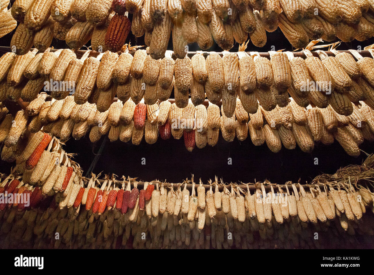 Essiccazione di mais raccolti per l'inverno, Cat Cat village, SAPA, Vietnam Foto Stock