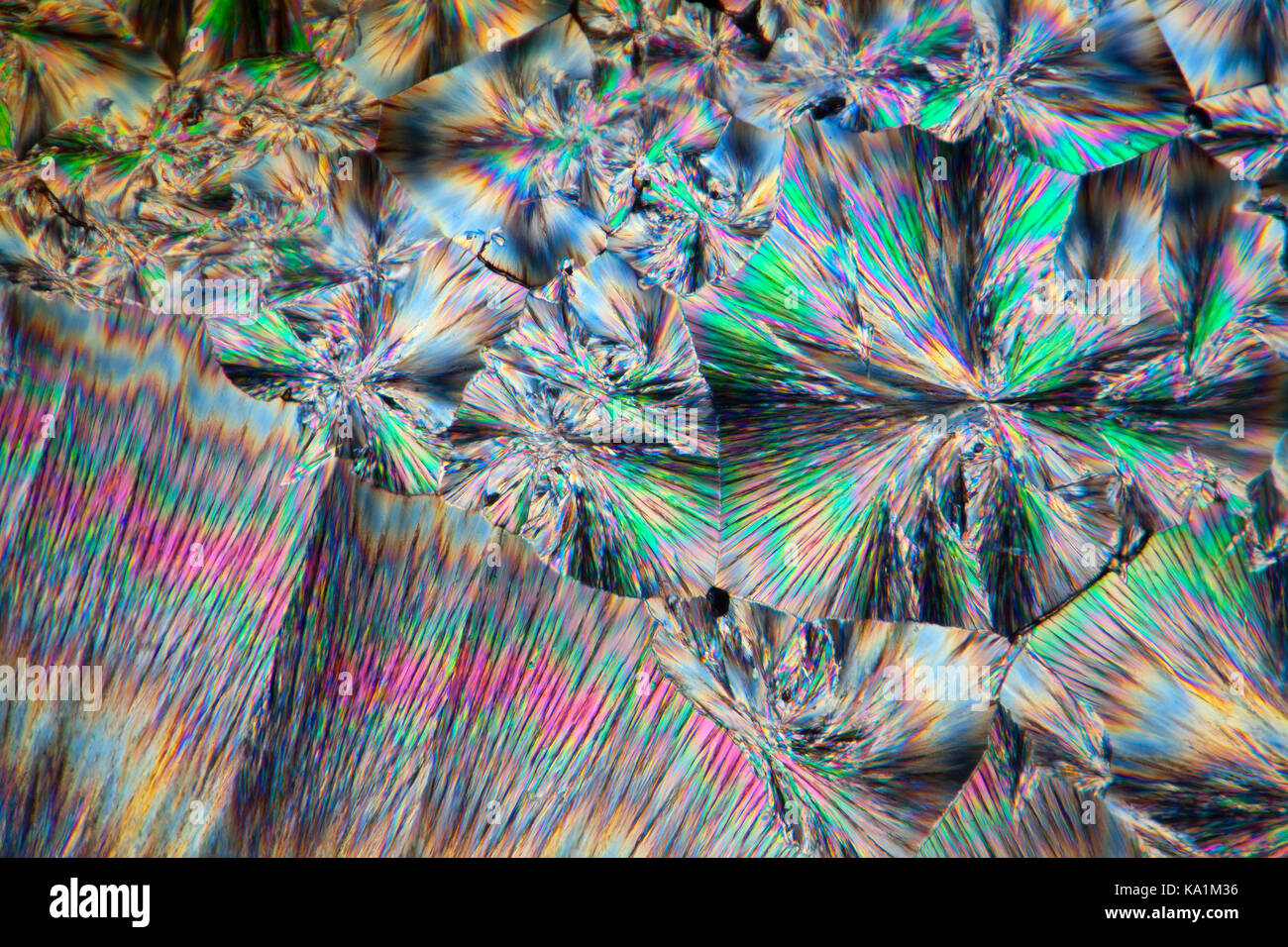 Cinconidina vetrino per microscopio fuso, cinconidina è un alcaloide trovato in China officinalis e Gongronema latifolium, polarizzata incrociata microfotografia. Foto Stock