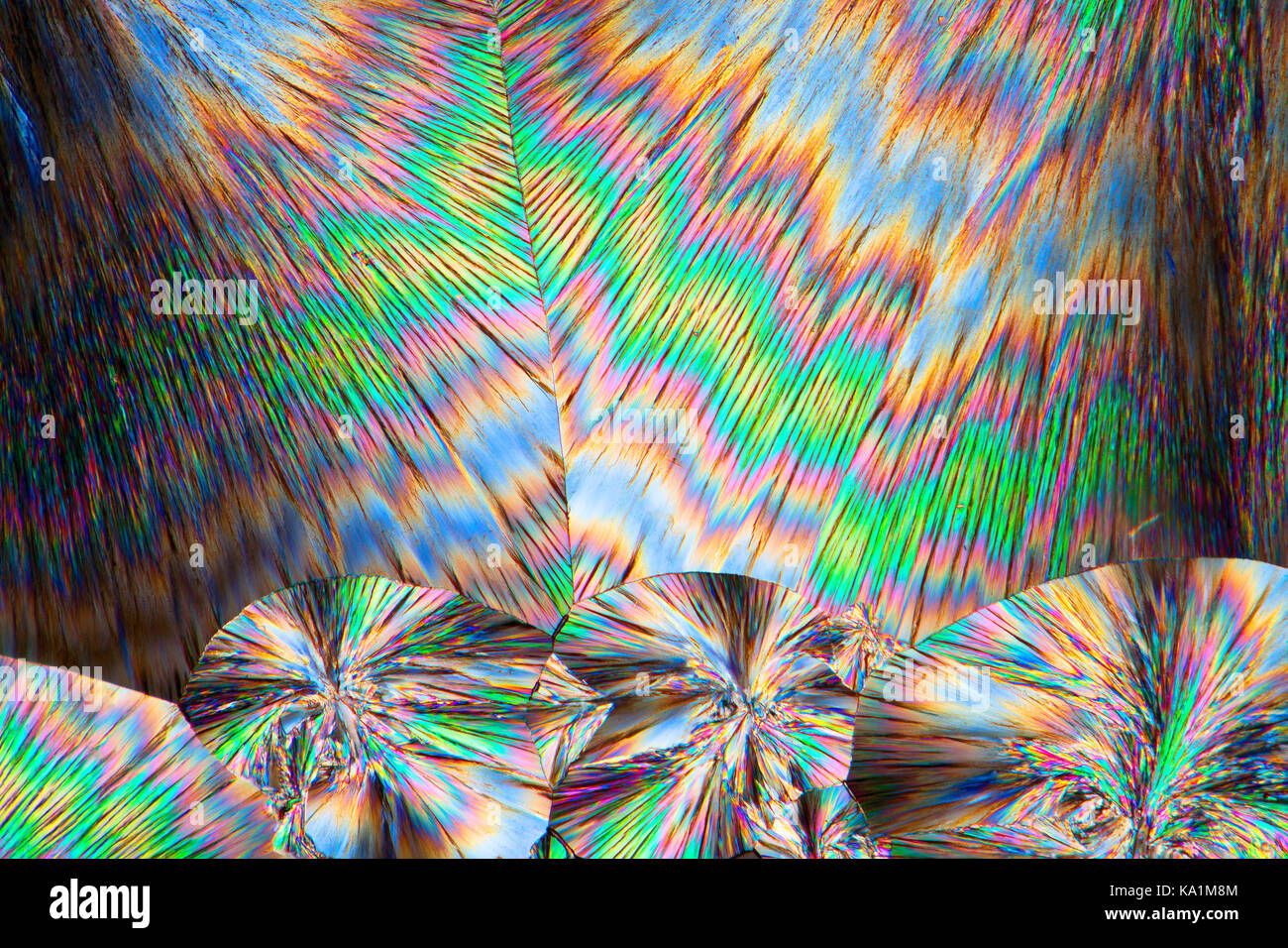 Cinconidina vetrino per microscopio fuso, cinconidina è un alcaloide trovato in China officinalis e Gongronema latifolium, polarizzata incrociata microfotografia. Foto Stock