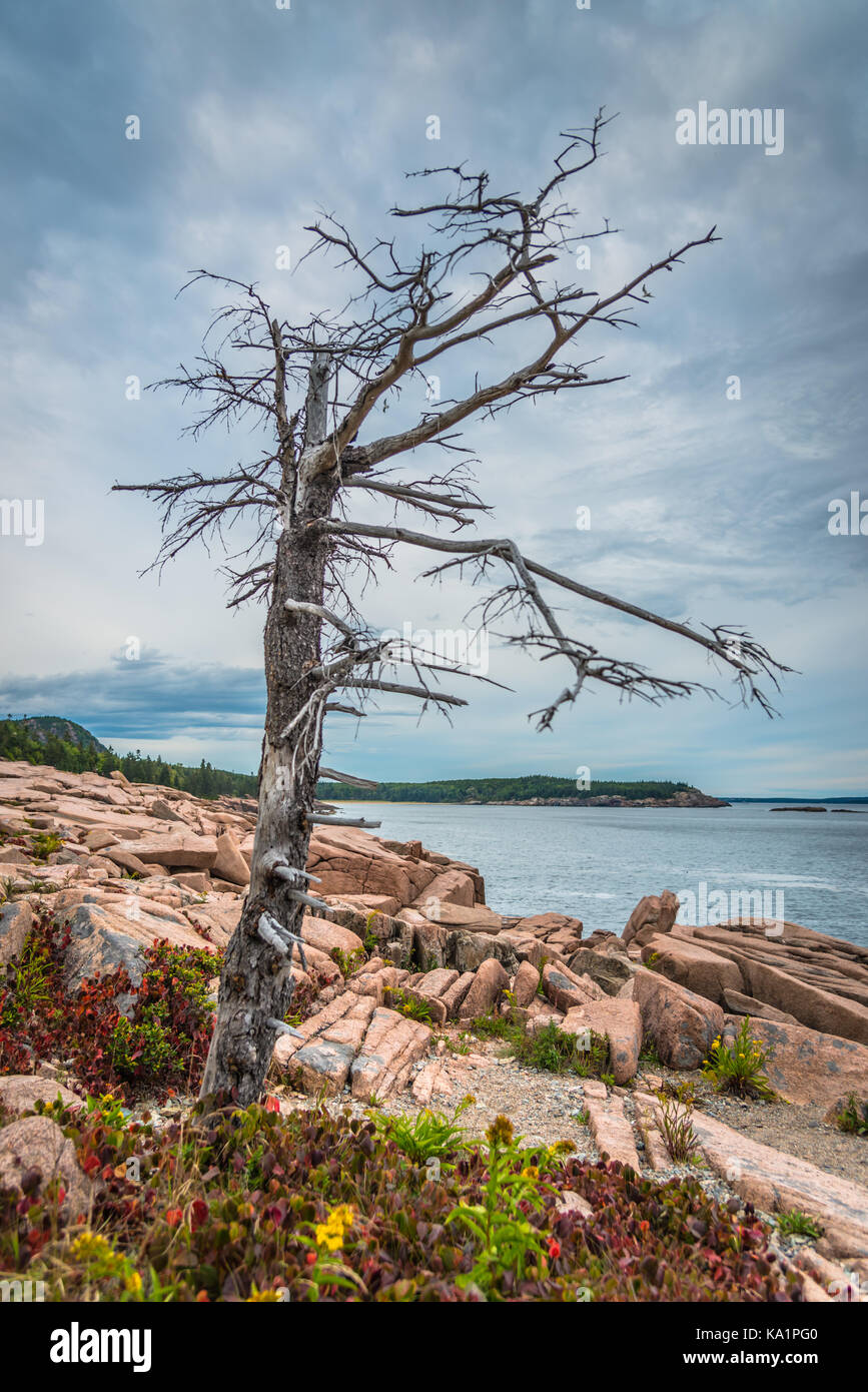 Altezza albero invernale su rocce rosa nel Maine Acadia Foto Stock