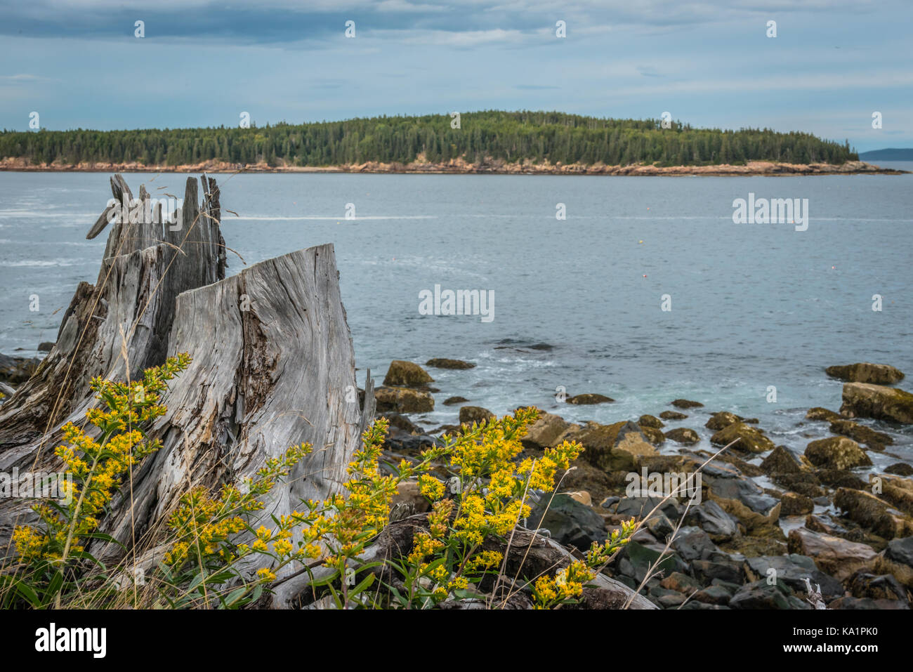 Ceppo di albero sul litorale roccioso affacciato sull'oceano nel Maine Acadia Foto Stock