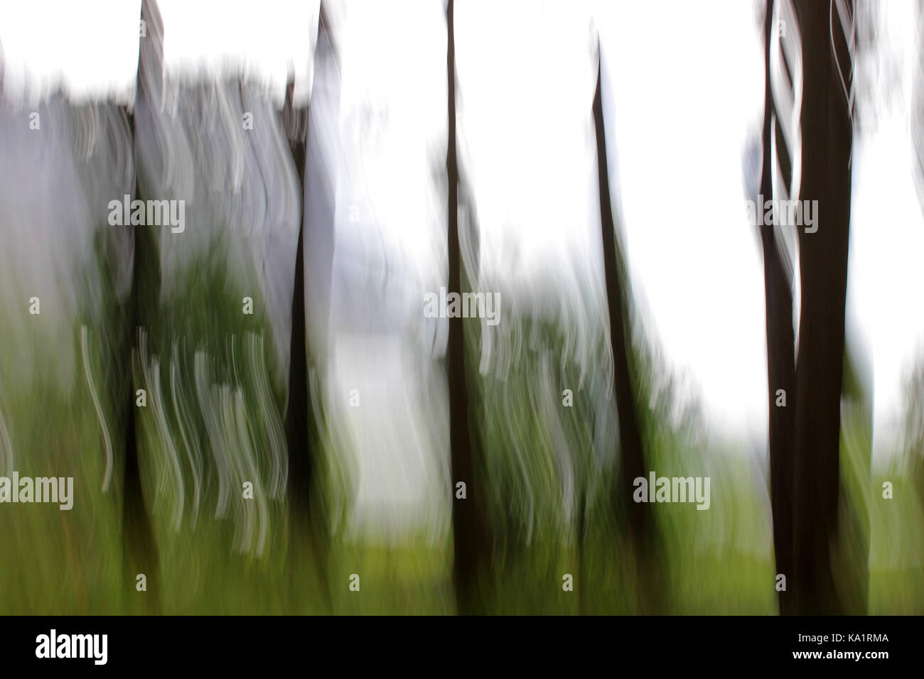 Intenzionale di movimento della telecamera di alberi Foto Stock