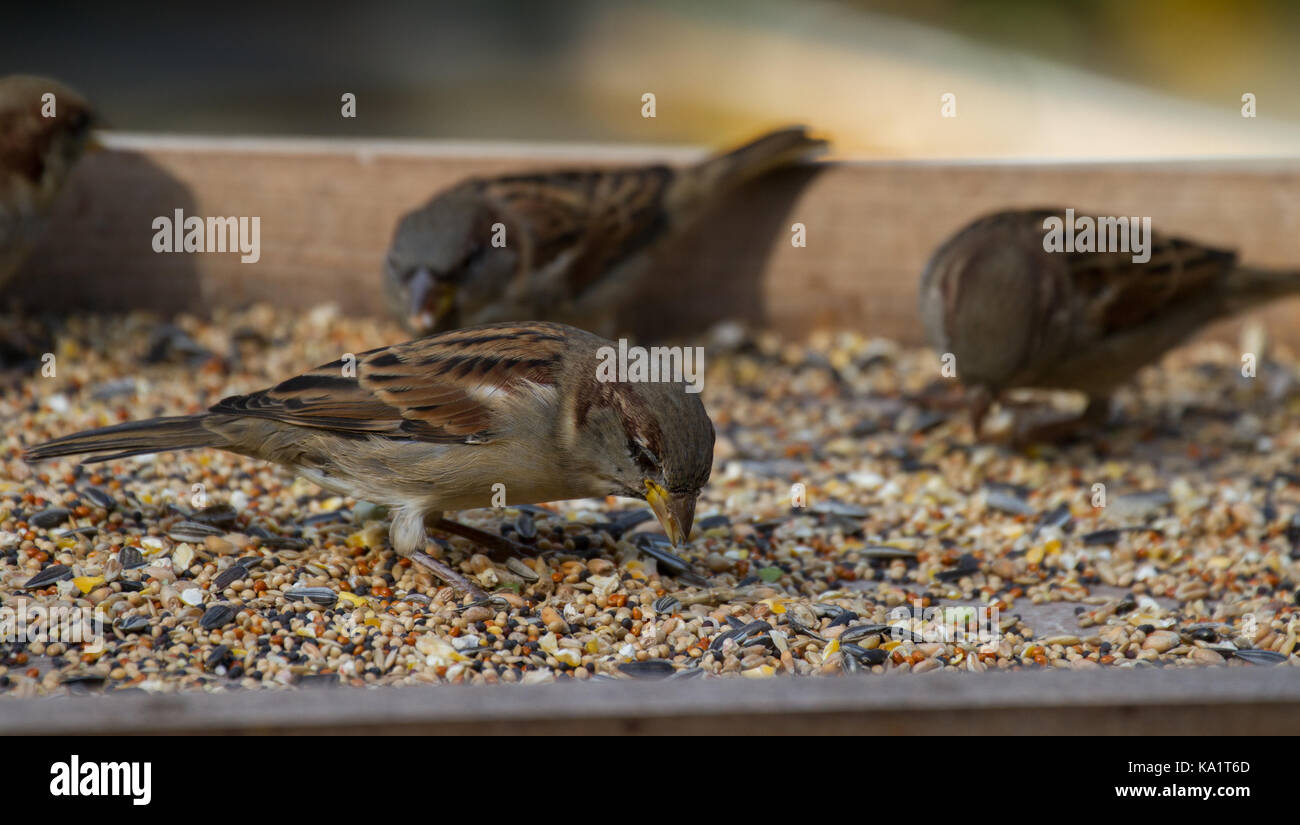 Casa passeri. Passer domesticus avanzamento sul tavolo degli uccelli. Regno Unito Foto Stock