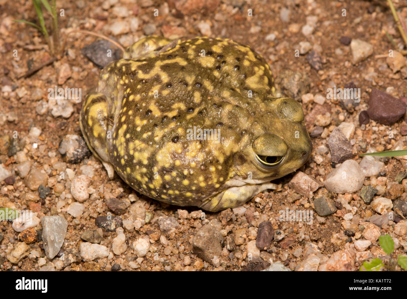 Il lettino spadefoot (scaphiopus couchii) da pima county, Arizona, Stati Uniti. Foto Stock