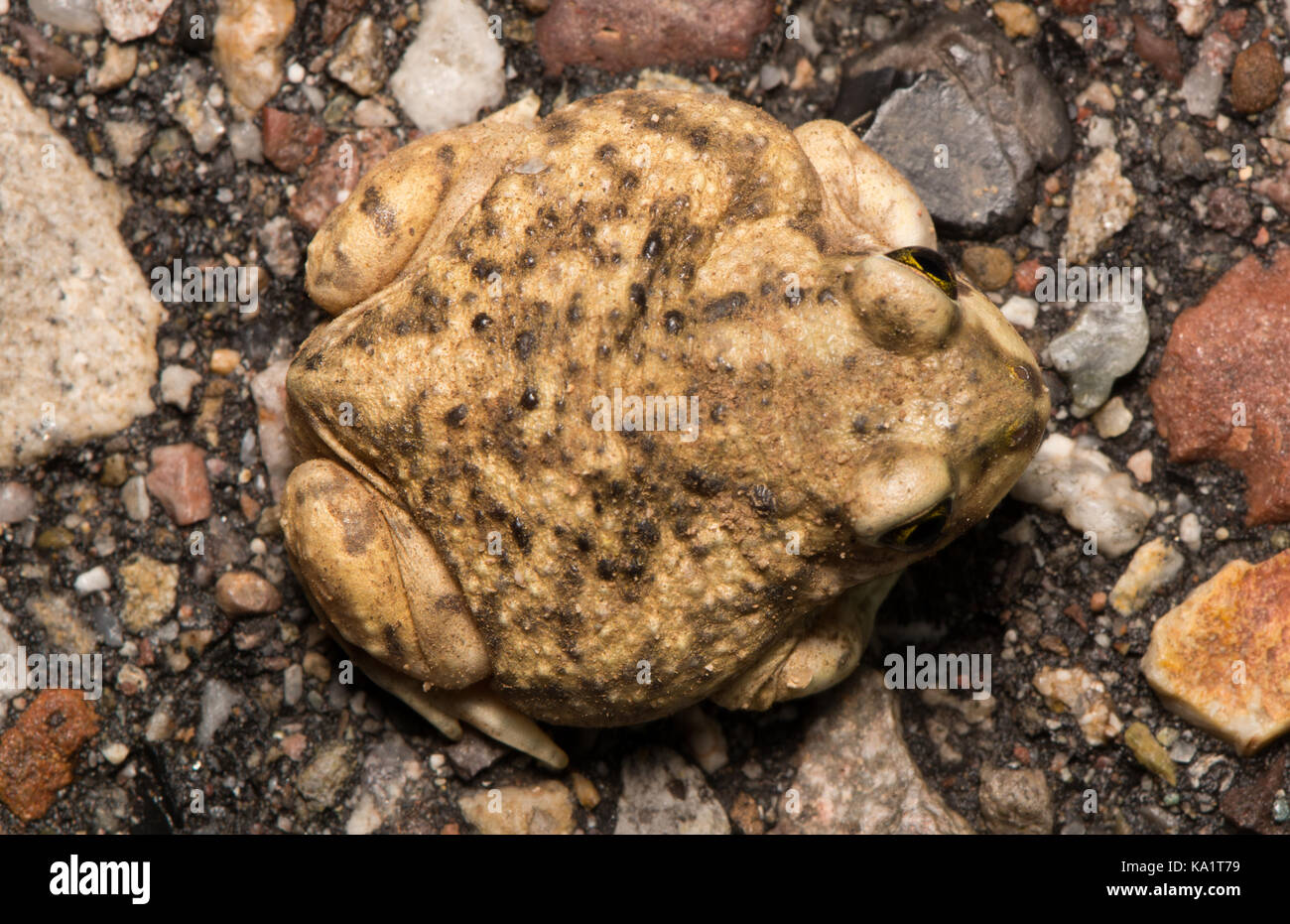 Un bambino del lettino spadefoot (scaphiopus couchii) da pima county, Arizona, Stati Uniti. Foto Stock