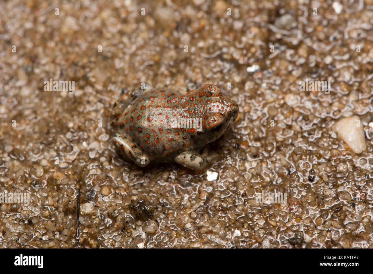 Una recente metamorfosate pezzata di rosso (rospo Anaxyrus punctatus) da Pima County, Arizona, Stati Uniti. Foto Stock