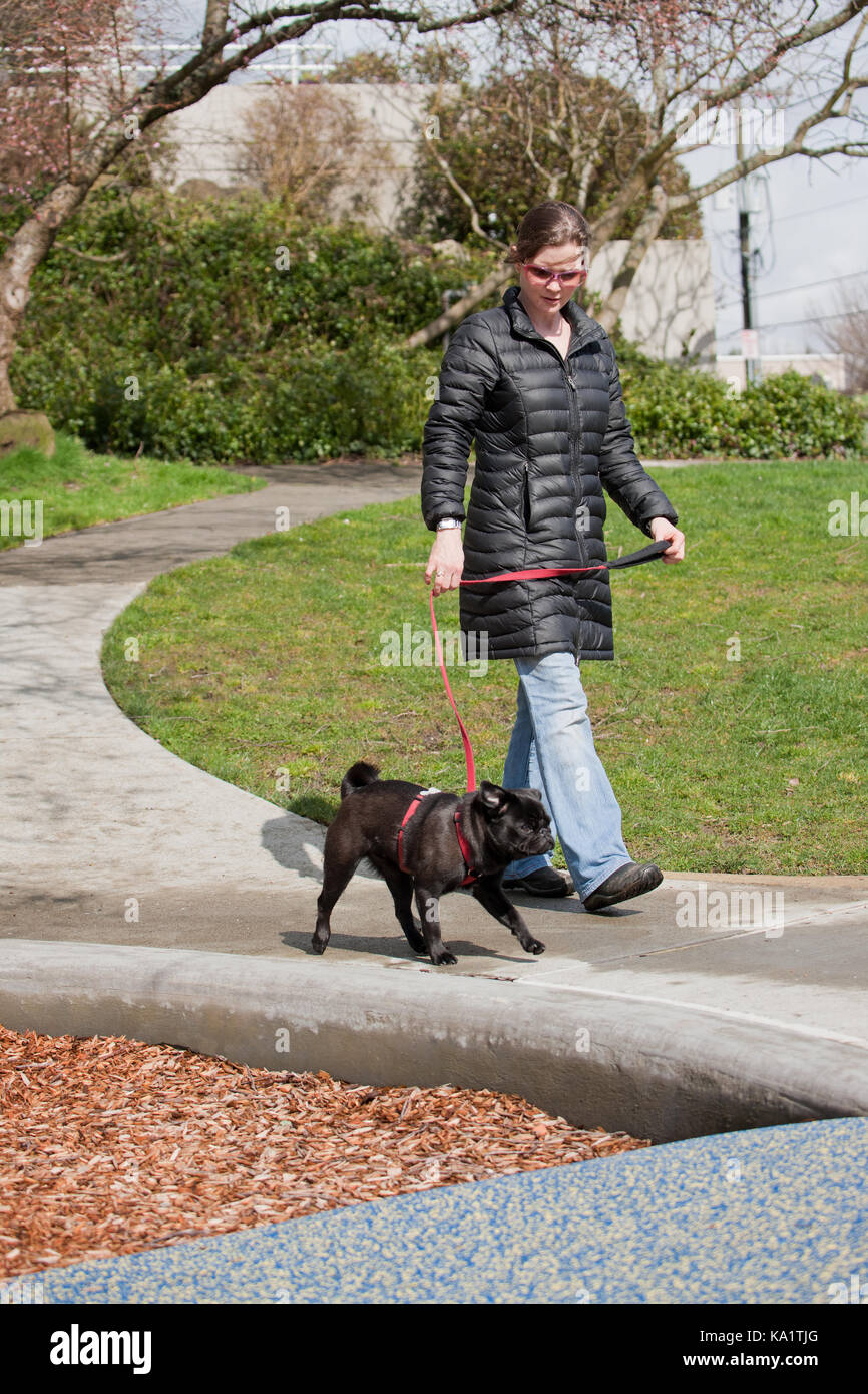 Donna che cammina il suo nero Pug in un parco urbano a Seattle, Washington, Stati Uniti d'America Foto Stock