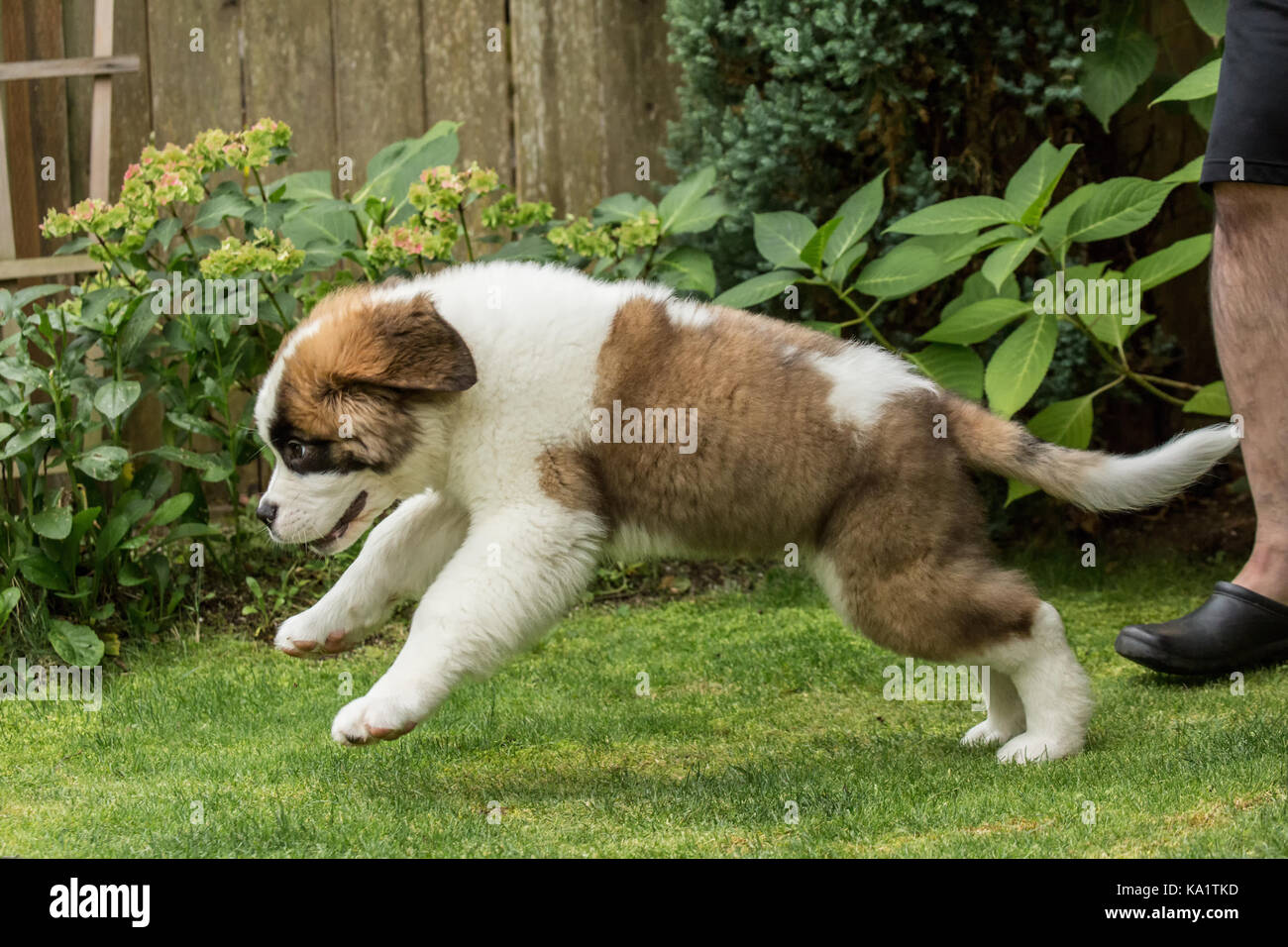 Tre mesi di Old San Bernardo cucciolo 'Mauna Kea' rincorrere un giocattolo gettato nel suo cortile di Renton, Washington, Stati Uniti d'America Foto Stock