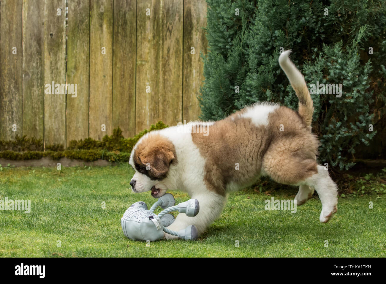 Tre mesi di Old San Bernardo cucciolo 'Mauna Kea' circa di agguantare un giocattolo gettato nel suo cortile di Renton, Washington, Stati Uniti d'America Foto Stock