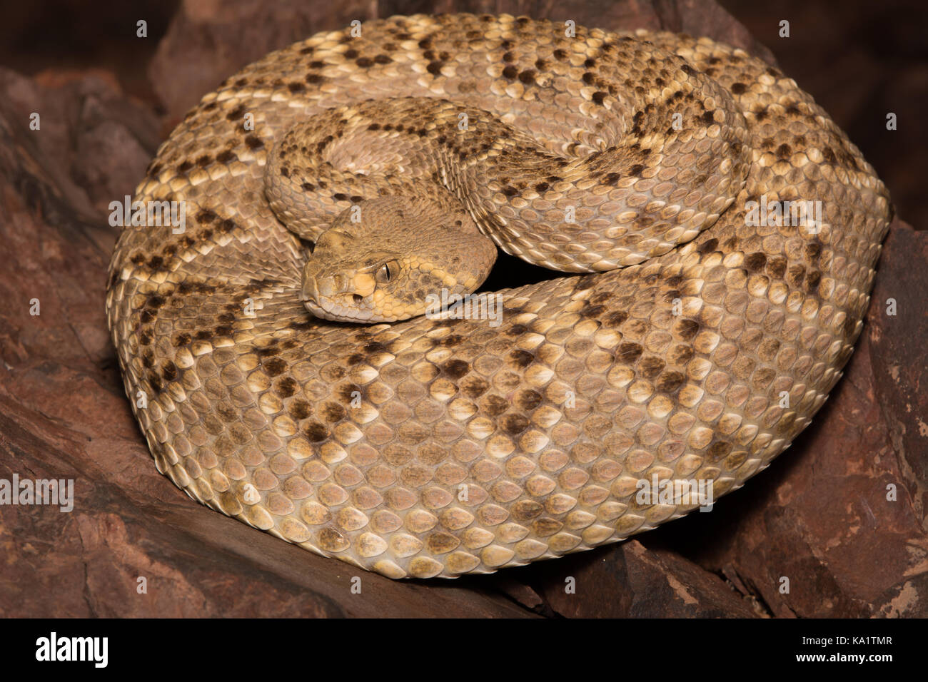 Rattlesnake (Crotalus atrox) con supporto a diamante occidentale da sonora, Messico. Foto Stock