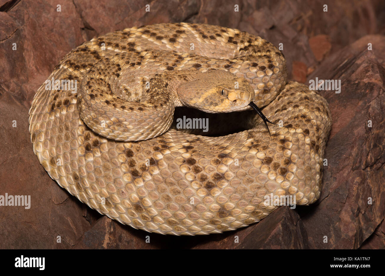 Rattlesnake (Crotalus atrox) con supporto a diamante occidentale da sonora, Messico. Foto Stock