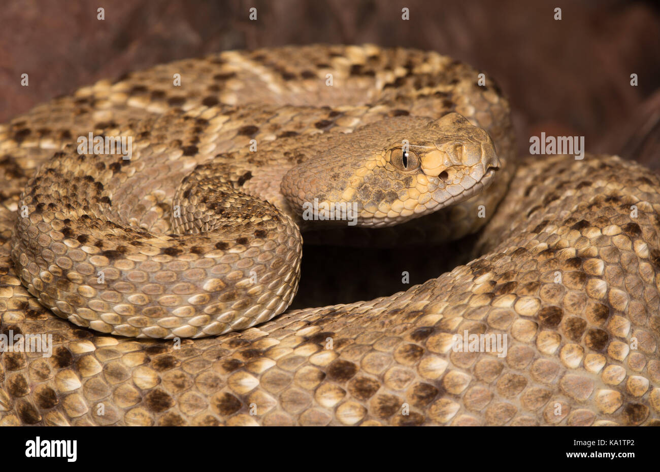 Rattlesnake (Crotalus atrox) con supporto a diamante occidentale da sonora, Messico. Foto Stock