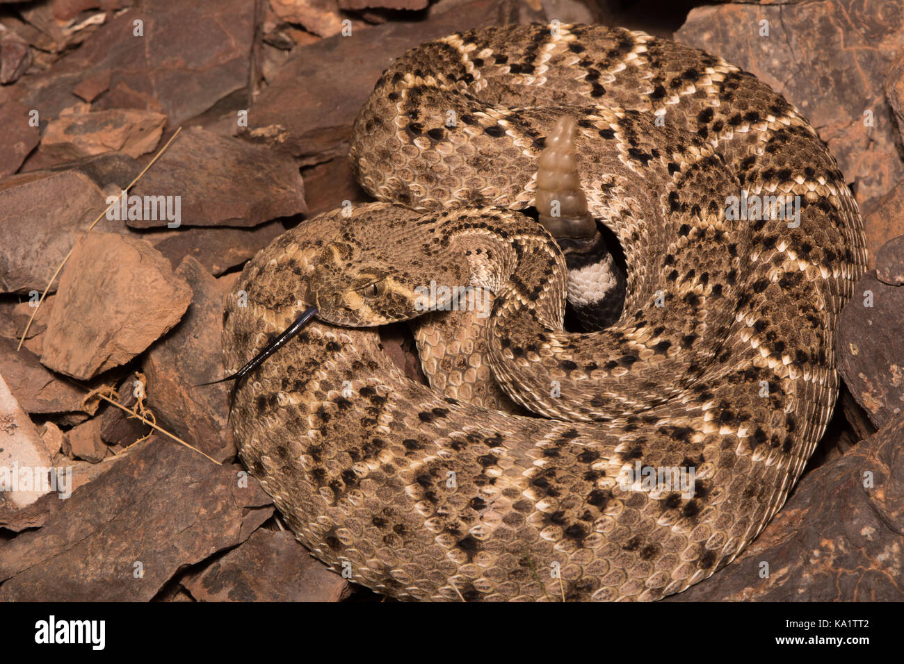 Rattlesnake (Crotalus atrox) con supporto a diamante occidentale da sonora, Messico. Foto Stock