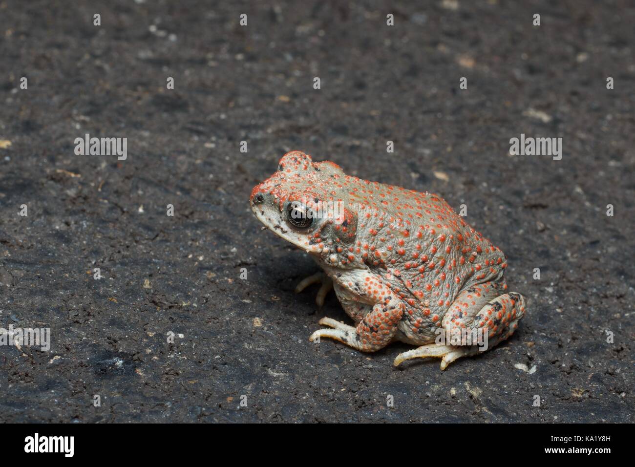 Un rosso-spotted toad (anaxyrus punctatus) sulla strada di notte in grande scala - escalante National Monument in Utah, Stati Uniti d'America Foto Stock