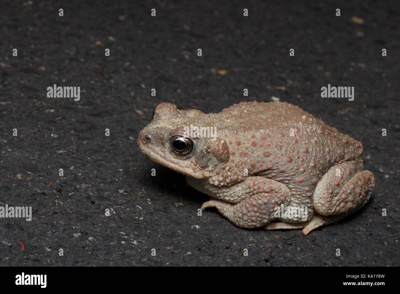 Un rosso-spotted toad (anaxyrus punctatus) sulla strada di notte in grande scala - escalante National Monument in Utah, Stati Uniti d'America Foto Stock