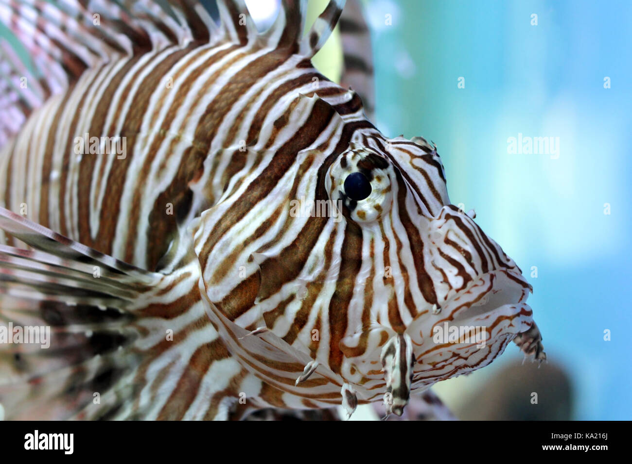 Primo piano del bellissimo leone in acquario Foto Stock