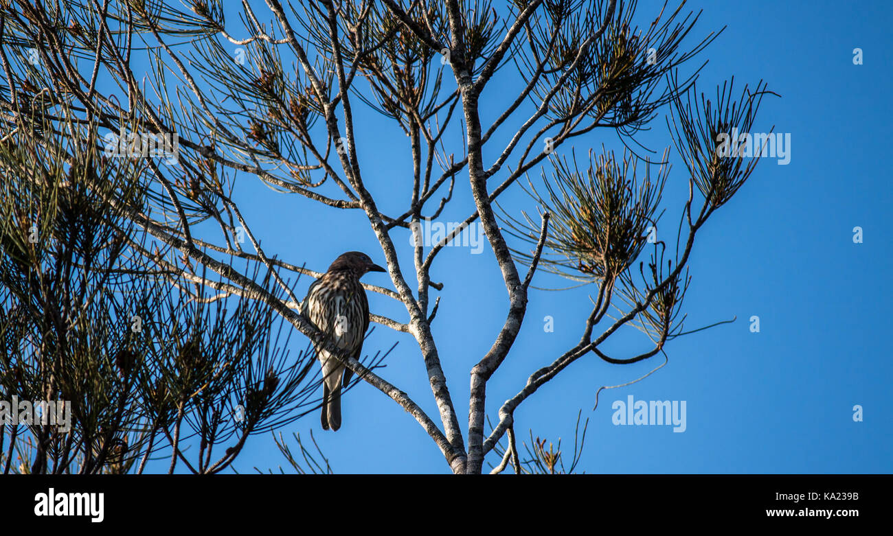 Nativi Australiani wattlebird appollaiato sul ramo di albero contro il cielo blu Foto Stock