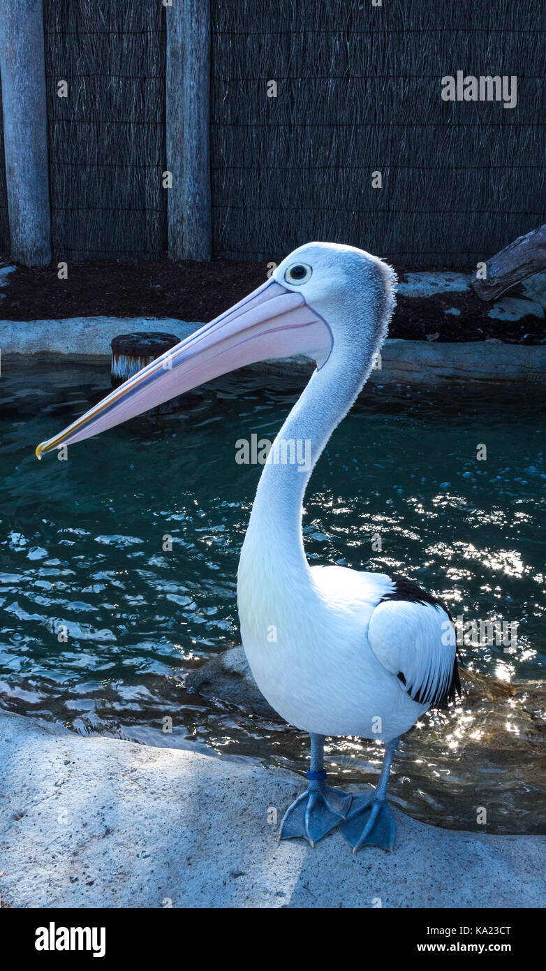 Australian pelican bird close up ritratto in piedi sul bordo del laghetto di acqua Foto Stock