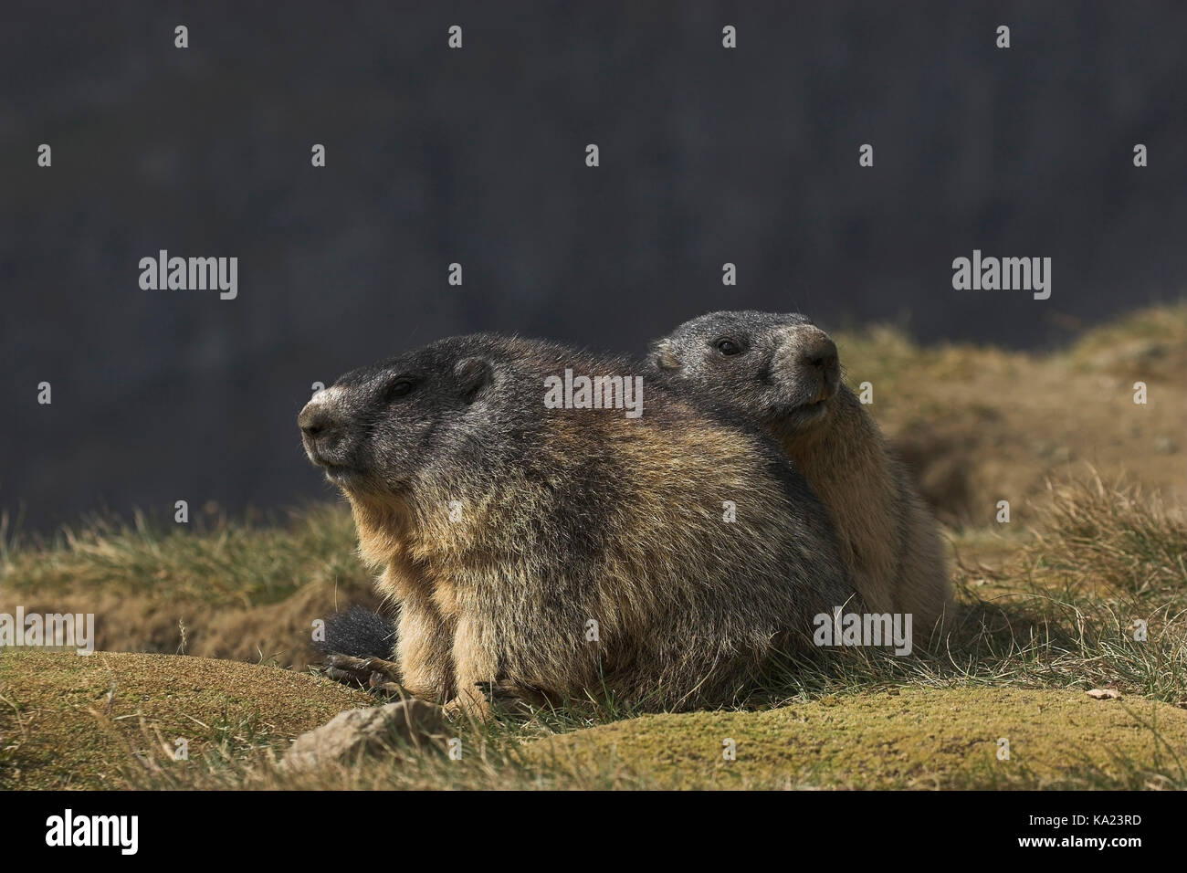Marmotta, marmotta alpina, Marmota marmota, Murmeltier / marmotta alpina / Marmota marmota Foto Stock