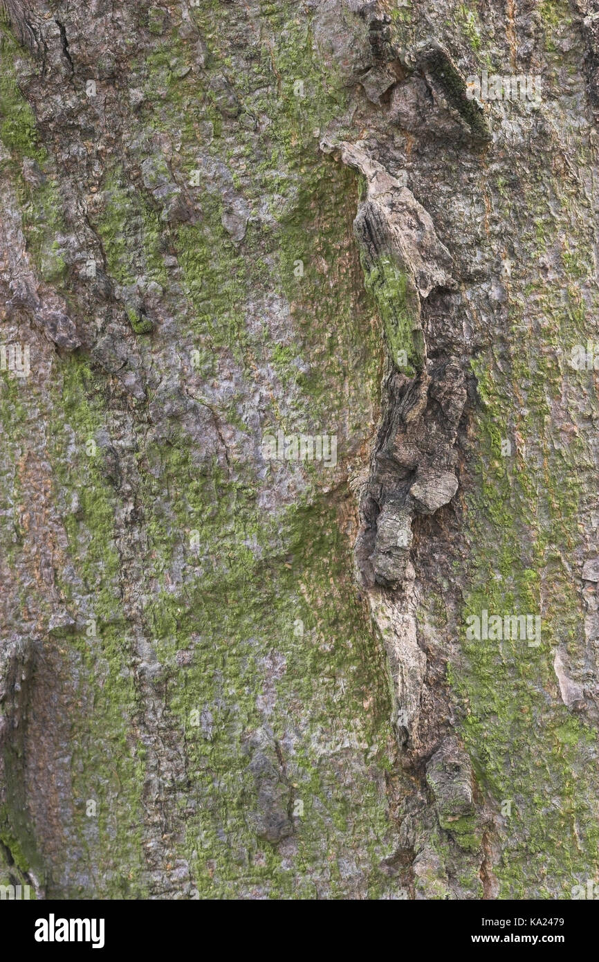 Celtis occidentalis-occidentale zürgelbaum-pianta