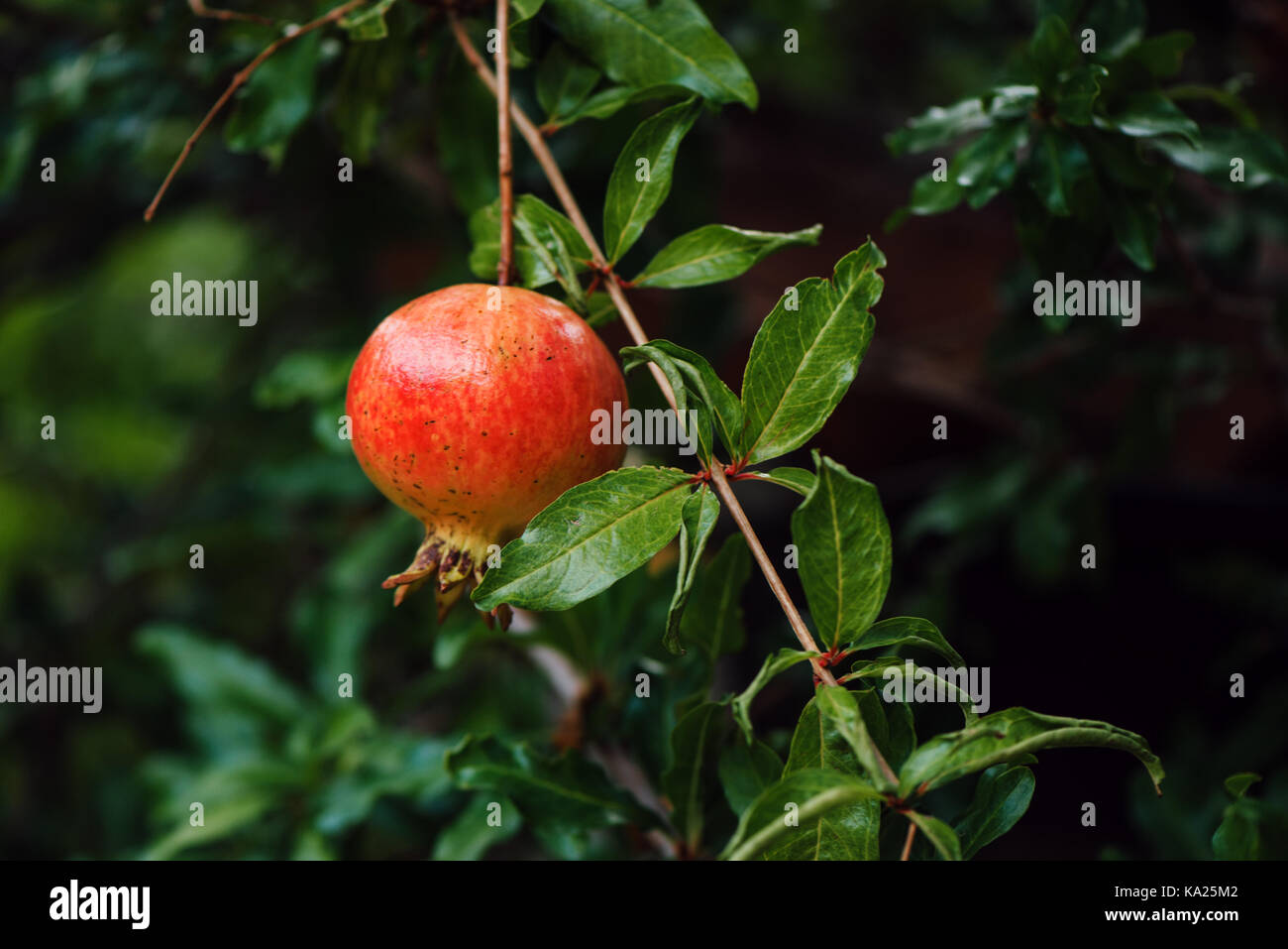Mature frutto di melograno sul ramo di albero in estate, il fuoco selettivo Foto Stock