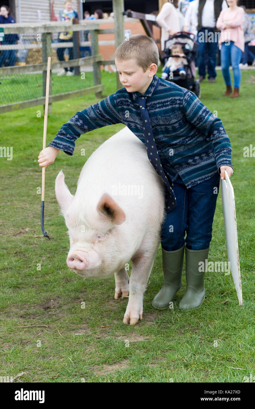 Sus scrofa domesticus, inglese grande bianco che viene gestito da un giovane ragazzo Foto Stock