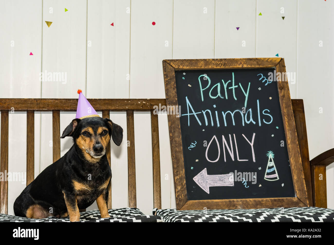 Un simpatico bassotto a una festa a tema animale partito. Foto Stock
