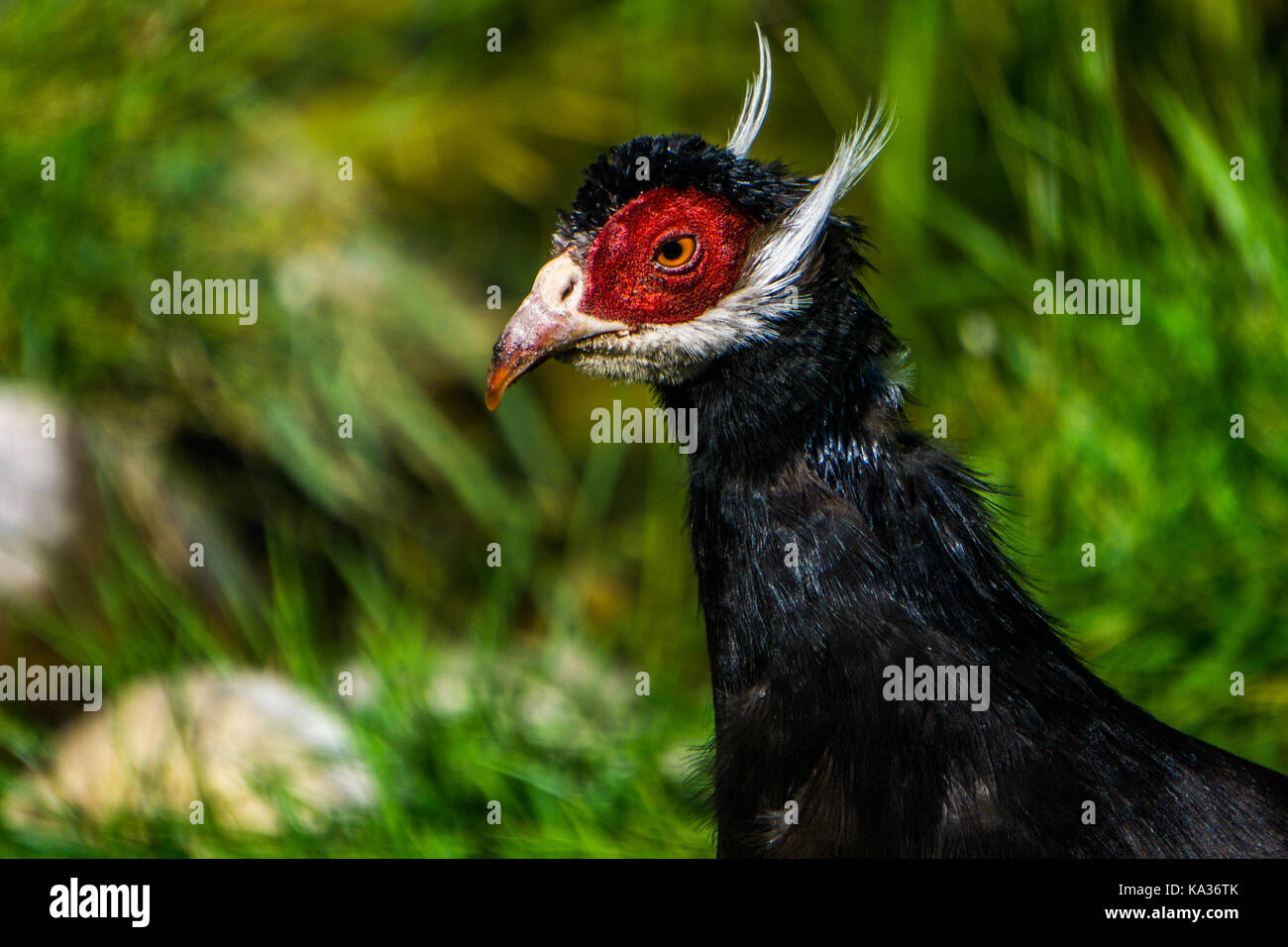 Fagiano con bearing Foto Stock