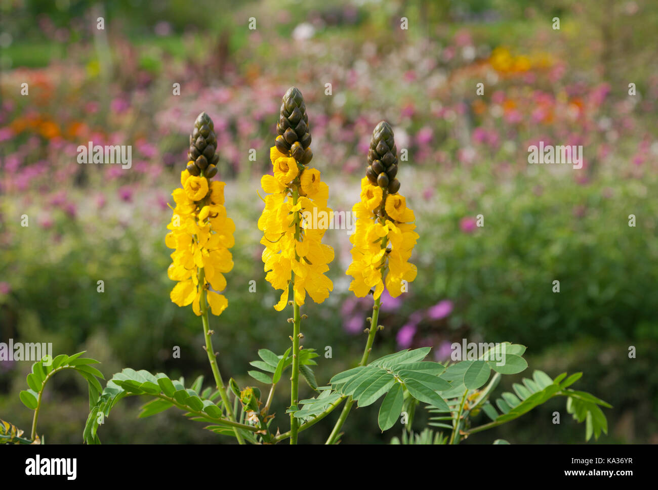 Fiori nel giardino. Jardin des Plantes, Parigi. Foto Stock