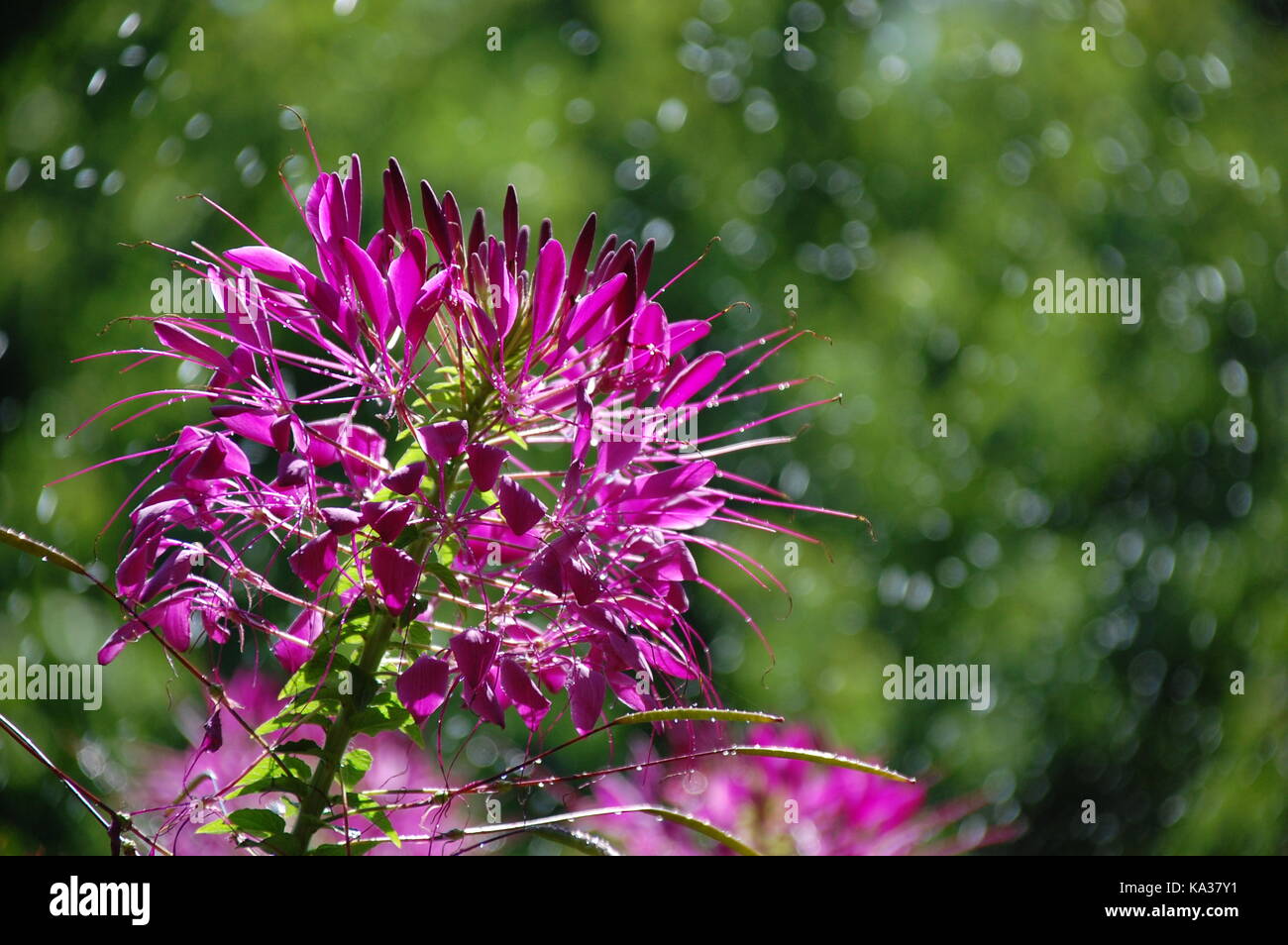 Cleome, ragno fiore nel giardino butchart, British Columbia Foto Stock