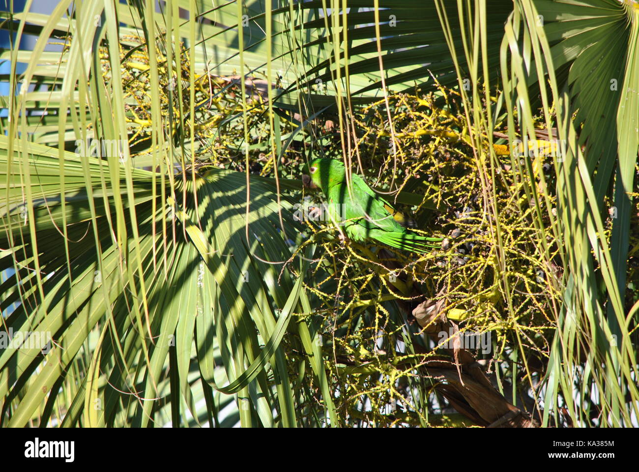 Pappagallo verde maritaca mangiare Foto Stock