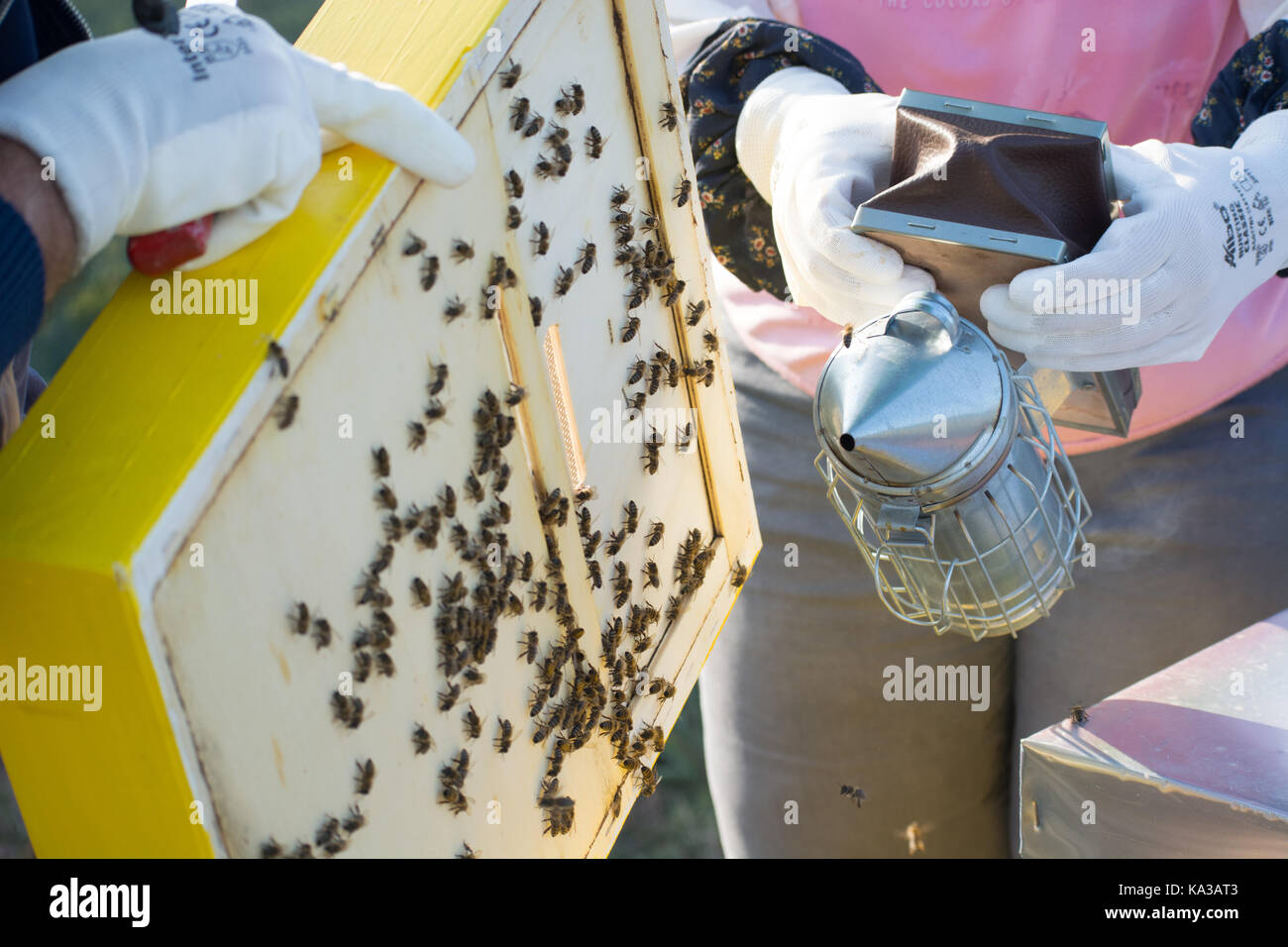 Fotogrammi di un alveare. apicoltore la raccolta del miele. bee fumatore è usato per calmare le api prima di rimozione telaio. apicoltore ispezione bee hive Foto Stock