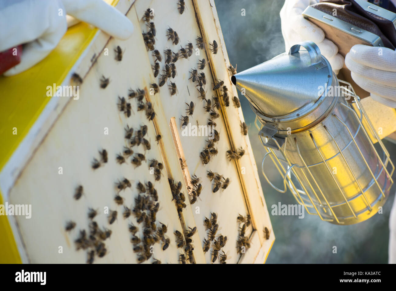 Fotogrammi di un alveare. apicoltore la raccolta del miele. bee fumatore è usato per calmare le api prima di rimozione telaio. apicoltore ispezione bee hive Foto Stock