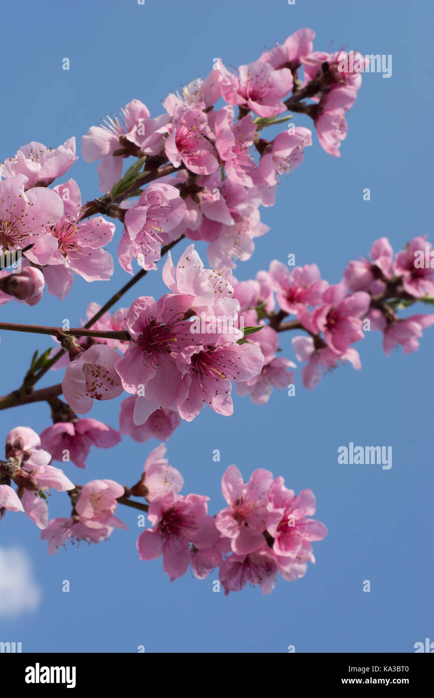 Pesco in piena fioritura. albero in fiore in primavera. peach fiori su un ramo di albero. ramoscello con fiori. Foto Stock