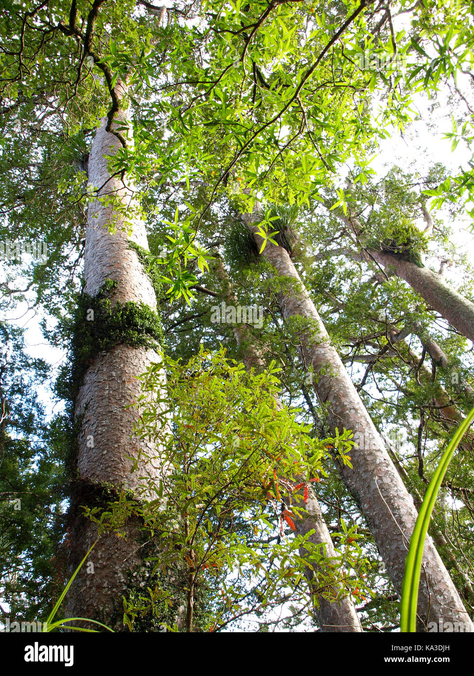 Nuova Zelanda il più ben noto albero kauri. Questo albero è massiccia e grande. hard rock solid kauri è ancora popolare per mobili e artigianato del legno. Foto Stock