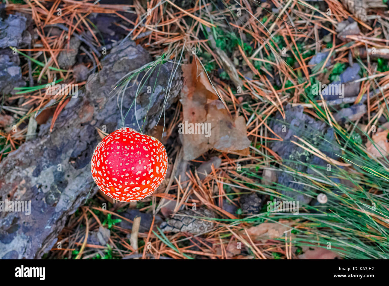 Amanita muscaria. rosso funghi velenosi nel bosco europeo Foto Stock