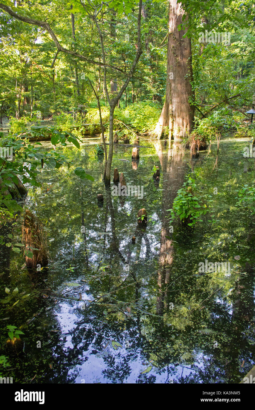 Cypress swamp conservare sul bordo di Greenville, Mississippi. i bellissimi alberi di cipresso e ginocchia sono riflesse nel cantonale d'acqua. Foto Stock