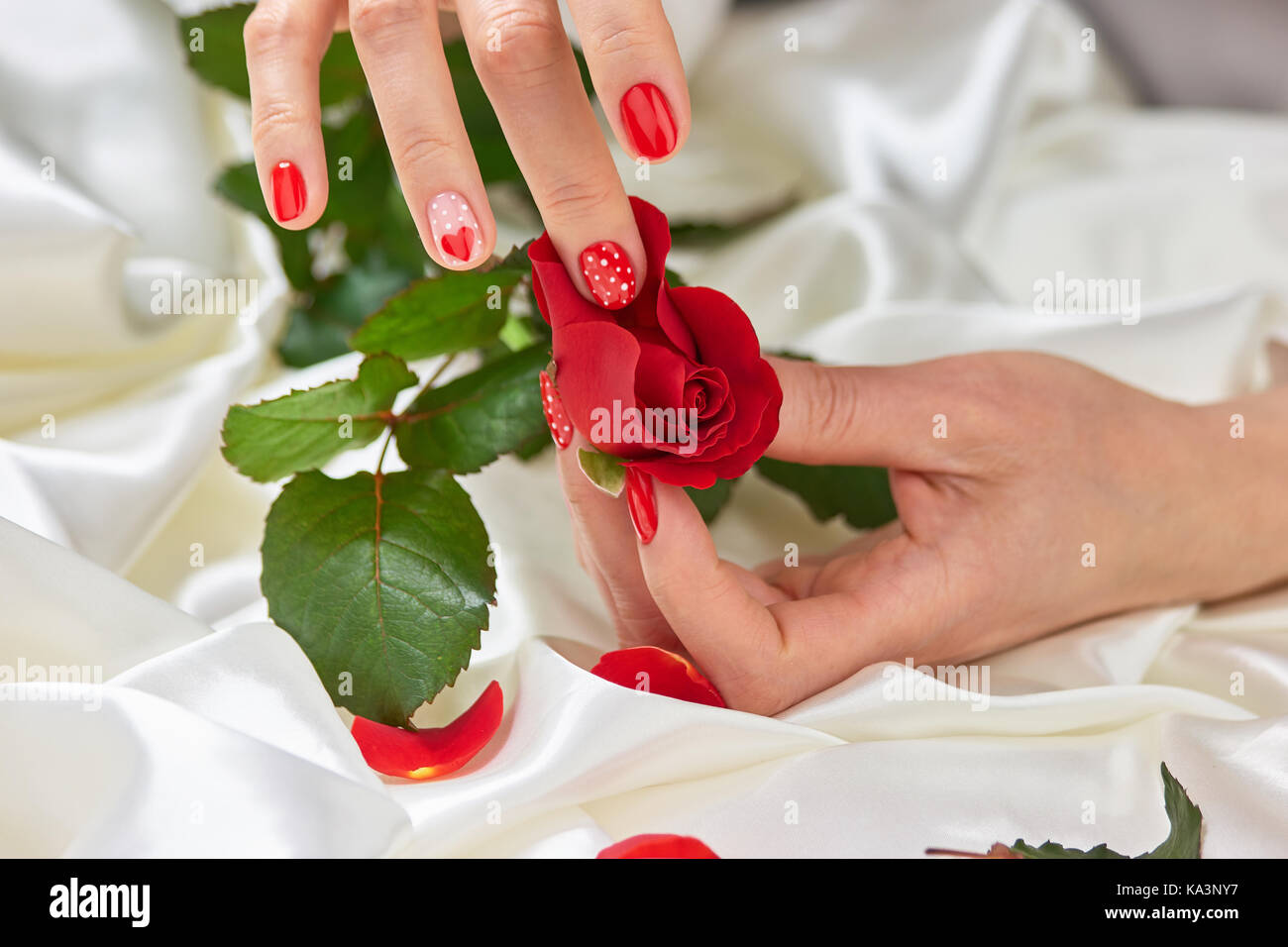 Mani con unghie curate e rosa rossa. mano femmina con unghie rosse di strappare i petali di rosa rosso su bianco seta. Foto Stock