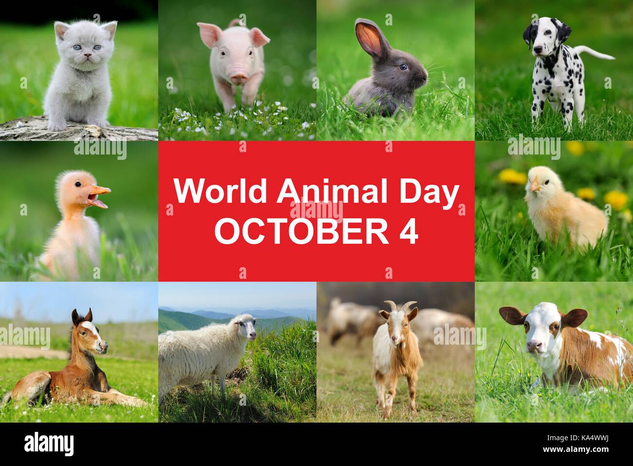 4 ottobre la Giornata mondiale dell'animale Foto Stock