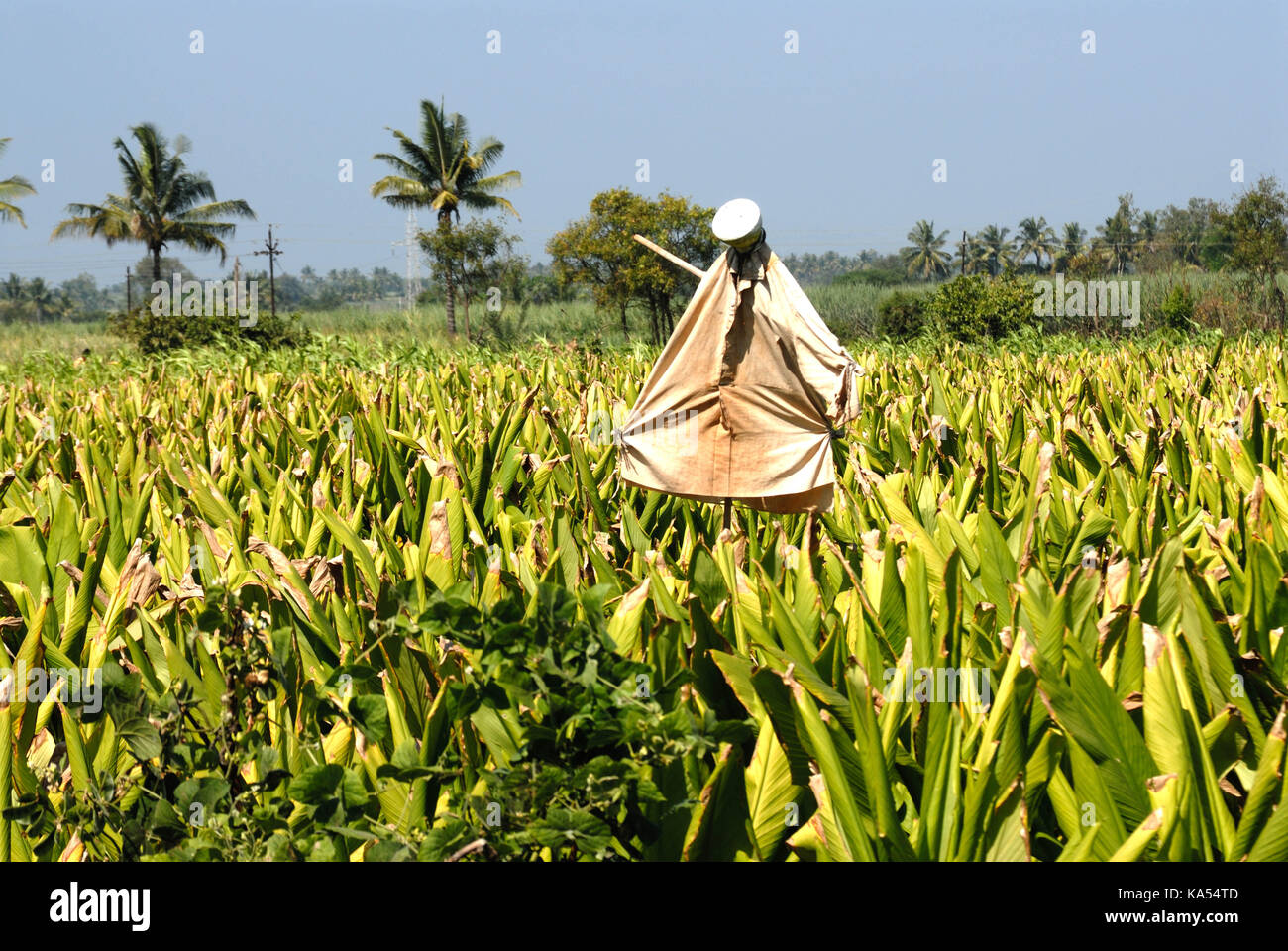 Lo Spaventapasseri in campo, sangli, Maharashtra, India, Asia Foto Stock