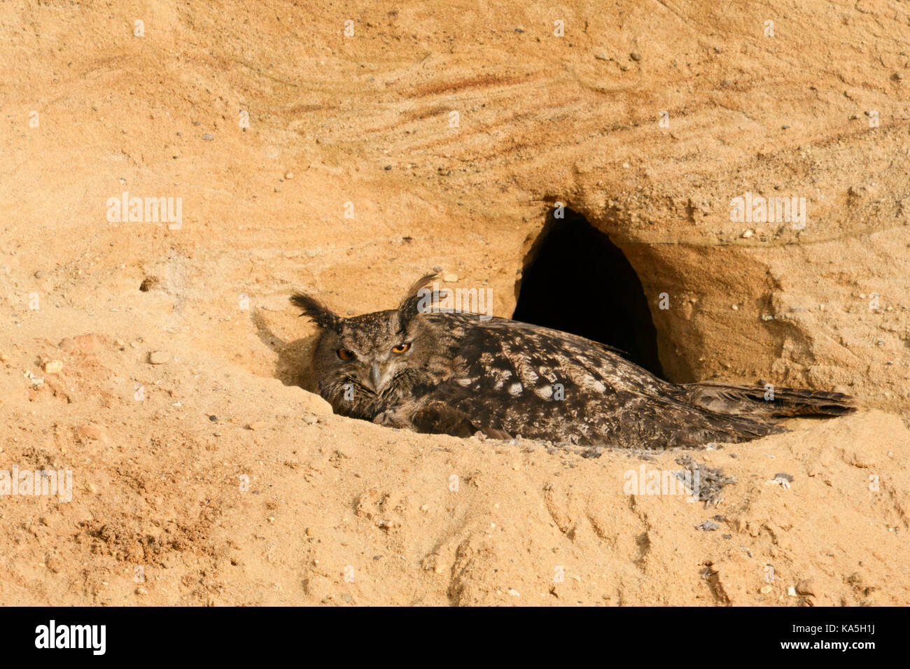 Gufo dell'aquila eurasiatica / Europaeischer Uhu ( Bubo bubo ), al sito di allevamento, femmina adulta che raccoglie i suoi pulcini, in una fossa di sabbia, fauna selvatica, Europa. Foto Stock