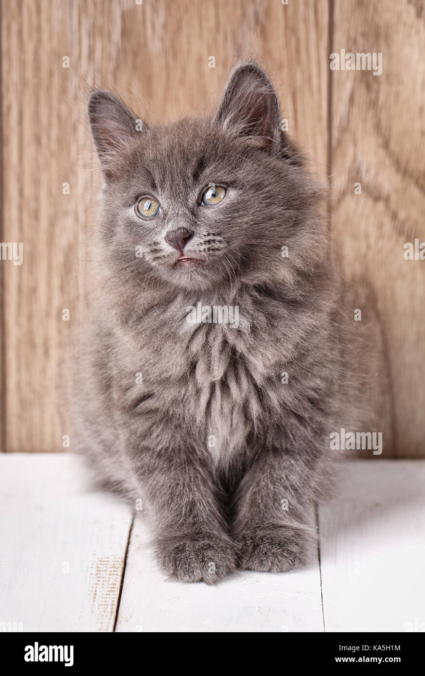 Kurilian bobtail cat a casa. Foto Stock