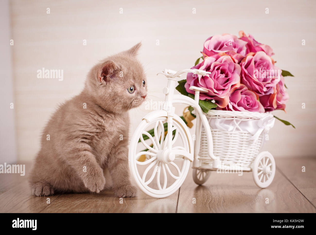 Colore cyamine scottish cat giocando con un vaso decorativo con fiori Foto Stock