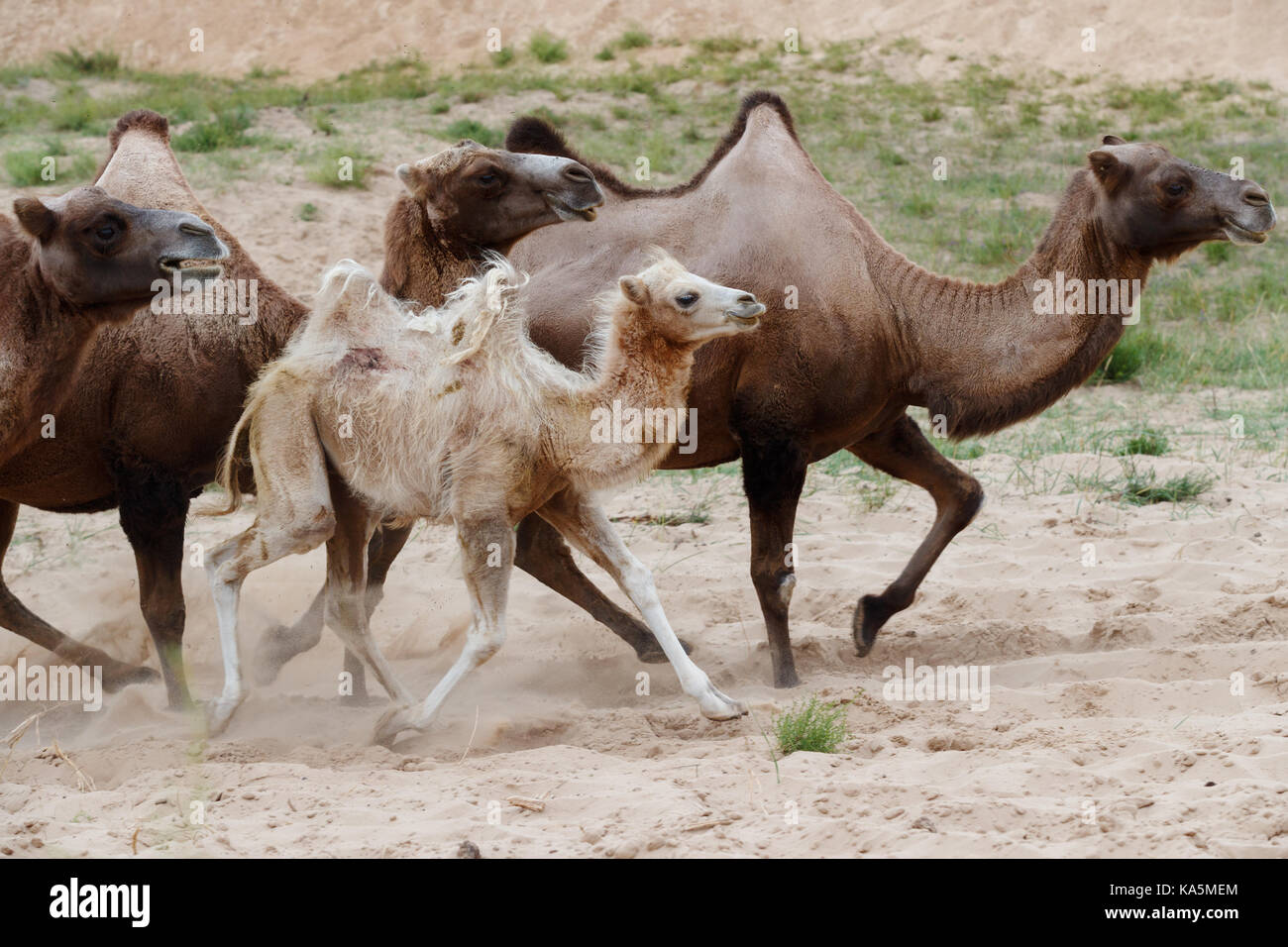 Doppia Gobba cammelli (cammelli bactrian) e il bambino cammello in esecuzione Foto Stock