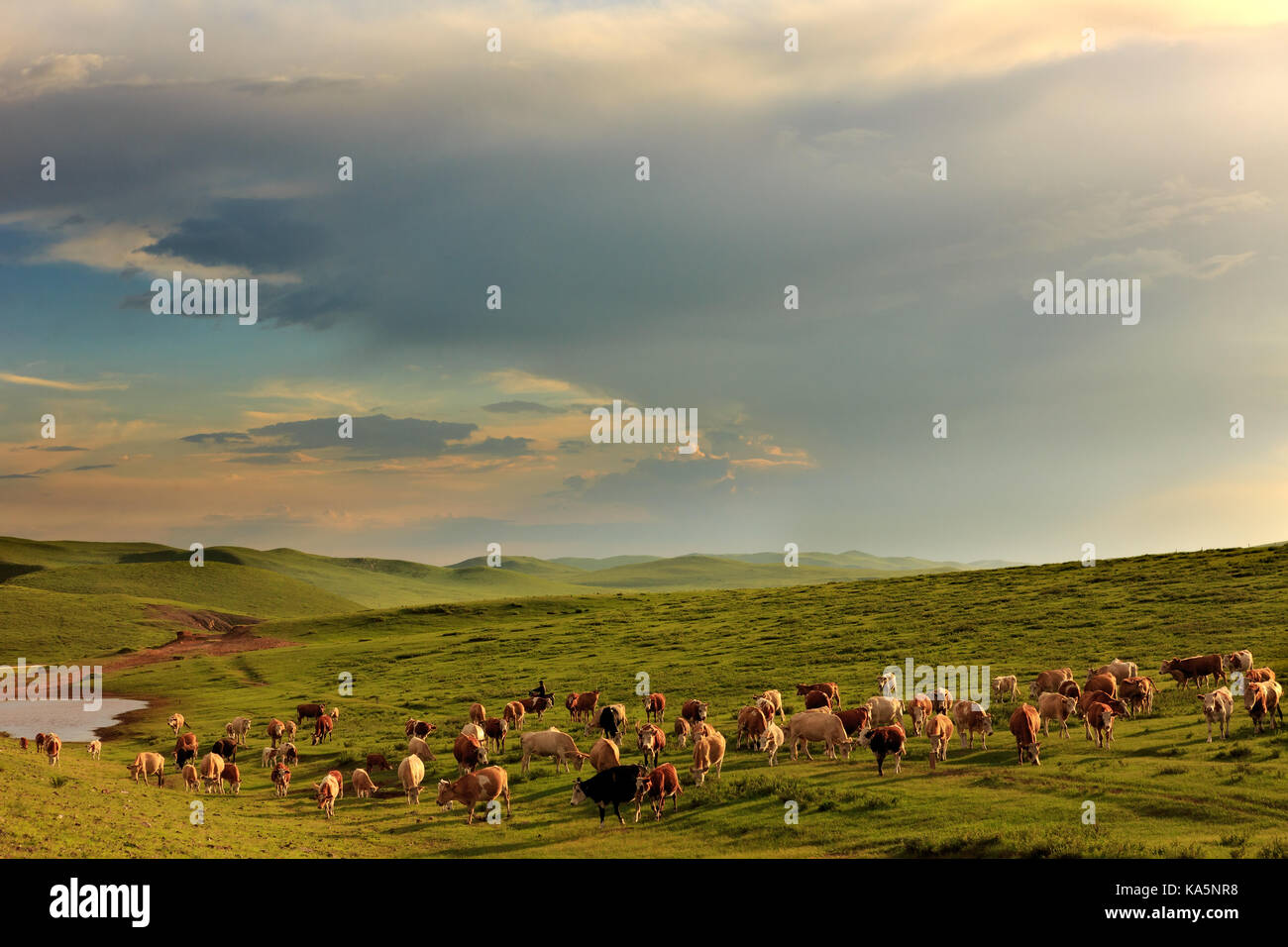 Allevamento di vacche che pascolano nella prateria mongola Foto Stock