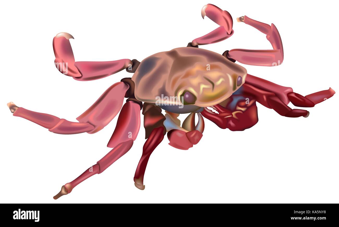 Il red rock crab Illustrazione Vettoriale