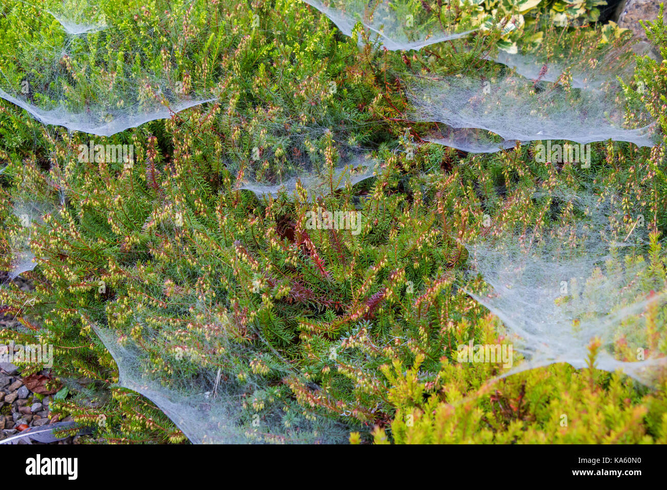 Coperti di rugiada ragnatele su una miscela di fioritura invernale eriche e ornamentali in Porcellana di Limoges Foto Stock