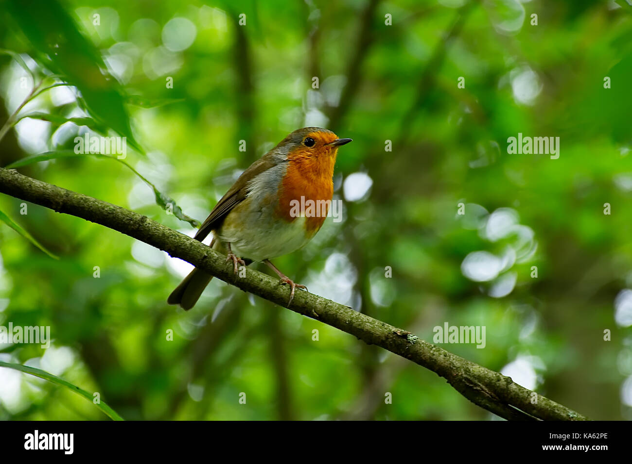 Carino robin europea,erithacus rubecula,sul ramo di albero nel bosco vicino a Westport lago riserva di uccelli,stoke on trent, Regno Unito, tarda estate 2017. Foto Stock