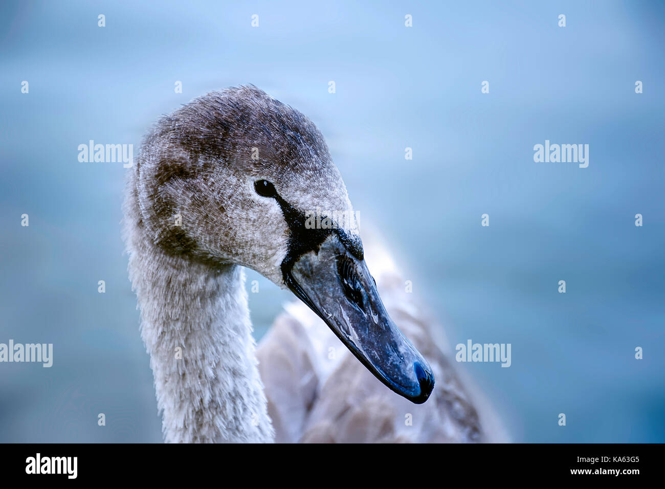 Quasi completamente cresciuti youngster swan con piumaggio passando da grigio a bianco.close up verticale,l'acqua blu in background.westport lago ,stoke on trent. Foto Stock