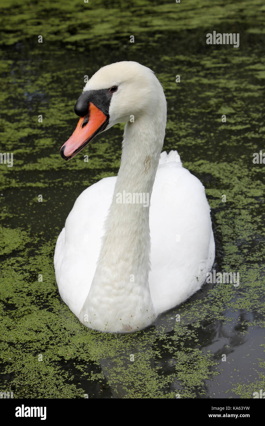 Cigno Cygnus olor Foto Stock